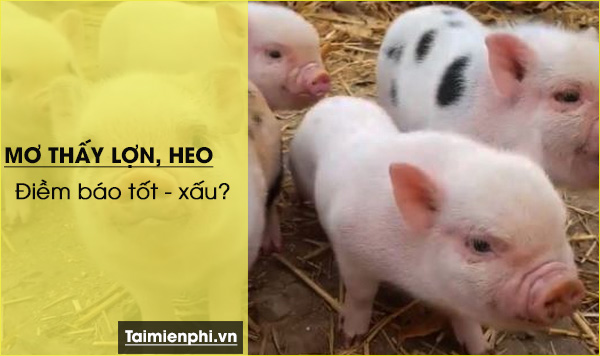 Nằm mơ thấy heo rừng đánh con gì? Tìm hiểu ý nghĩa và giải mã giấc mơ